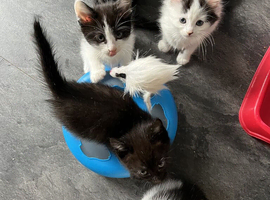 Kittens
