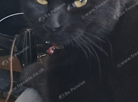 Bombay cats