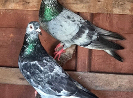 RACING PIGEONS