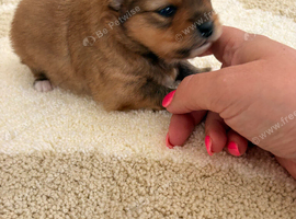 Pomeranian  pups
