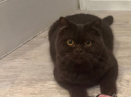 Chocolate Male BSH