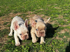 French bulldog litter