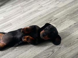 Miniature dachshund puppies