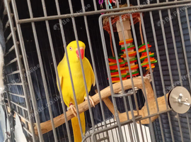 Male ringneck