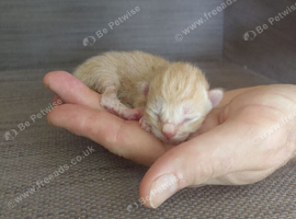Brothers kittens