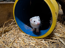 Gorgeous Ferret Kits for Sale 9 wks old
