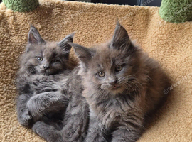 Maine coon pedigree kittens