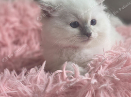 Ragdoll Kittens