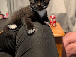 RARE tuxedo Chocolate girl