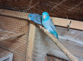Parrotlets