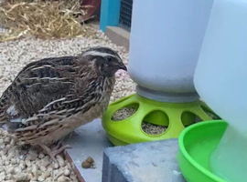Male coturnix