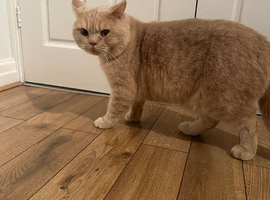Ginger British shorthair cat