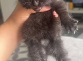 Kittens