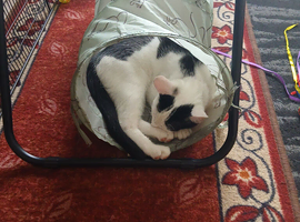 Kitten