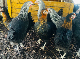 Point of Lay Chickens - READY NOW
