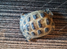 Male Horsfield Tortoise
