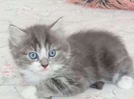 Gourgeous kittens for sale!!!