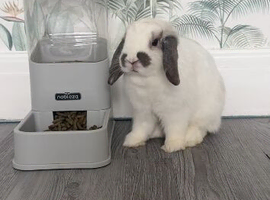Mini lop rabbit