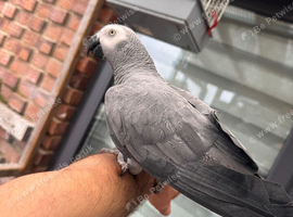 African grey for sale