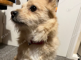 Female dog loving home