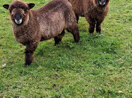 Coloured Ryland ram,