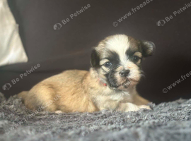 Lhasa Apso Cross Shihtzu Pups