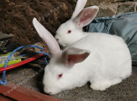 New Zealand white rabbits for sale