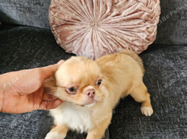 Chihuahua