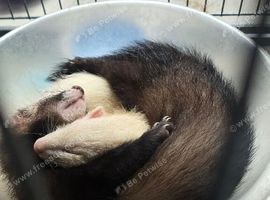 2x 10 week old ferrets for sale