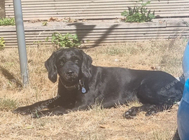 Cockerpoo x Lab male to rehome
