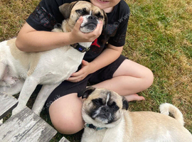 Loving Home Wanted for Percy and Donald