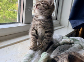 The last tabby girl looking for her forever home