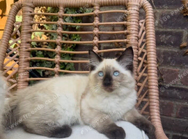 Ragdoll kittens for sale