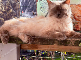 Ragdoll male tica and gccf (active) un neutured