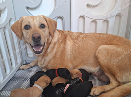 7 labrador puppies yellow and black