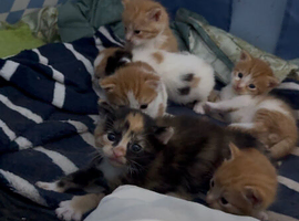 Sought-after Beautiful Ginger Mixed Breed Kittens Looking for Loving Homes