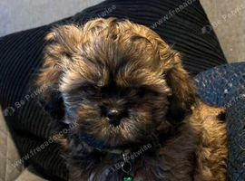 Adorable Shih Tzu Girls Looking for Loving Homes