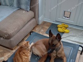 Belgian Malinois for sale