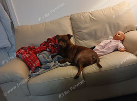 Patterdale terrier