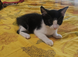 Lovely male kitten