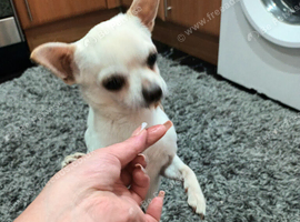 Tea cup Tiny chihuahua