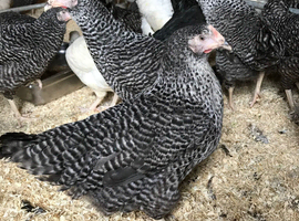 Cuckoo maran point of lay pullets