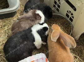 2 girl 2 boys