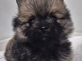 Pomeranian puppies