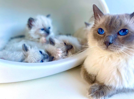 Ragdoll Kittens