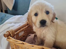 Only 2 girls left looking for loving homes