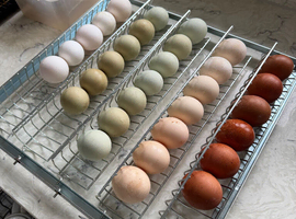 Mixed egg colour hybrid hatching eggs (Blue, dark brown, white and Cream)