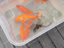 Gold fish