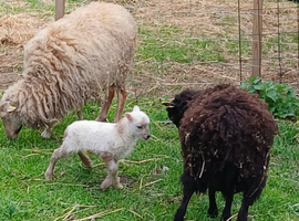 Pedigree Miniature Ouessant ram/wether lamb available at weaning