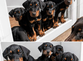 12 week old, 3 gorgeous girls ready for their forever families